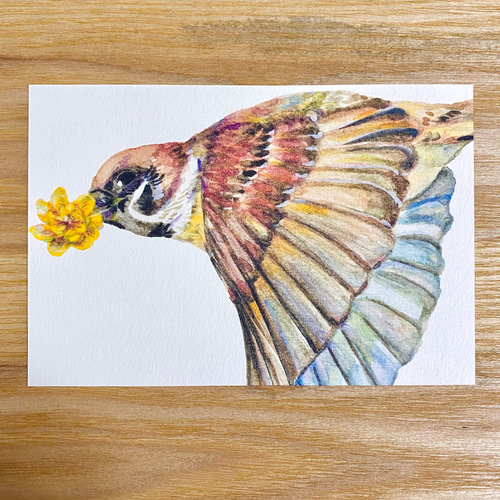 水彩画野鳥ポストカード3枚セット イラスト あんじゅ 通販