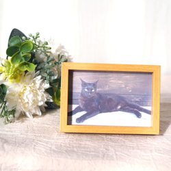 フレームつき写真　石垣島の黒猫 1枚目の画像