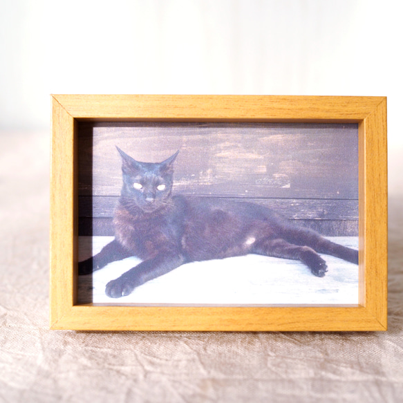 フレームつき写真　石垣島の黒猫 3枚目の画像