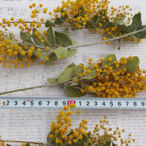 パールミモザ　蕾 ミモザ パールアカシア 真珠葉 つぼみ 蕾 フレッシュ 切り枝 - メルカリ