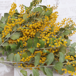 ミモザ♪パールアカシア25cm前後10本！ドライ その他素材 lemon