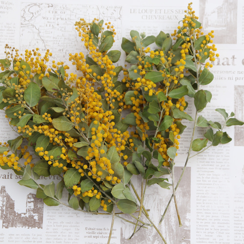 ミモザパールアカシア　80サイズ ミモザ「パールアカシア」 | tokyo_shokubutsu_zufu