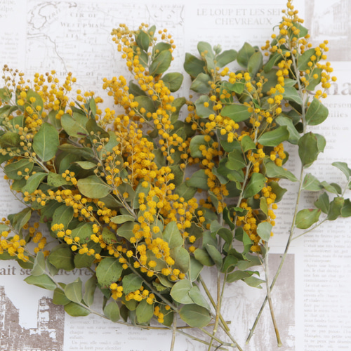 ミモザ♪パールアカシア25cm前後10本！ドライ その他素材 lemon-time