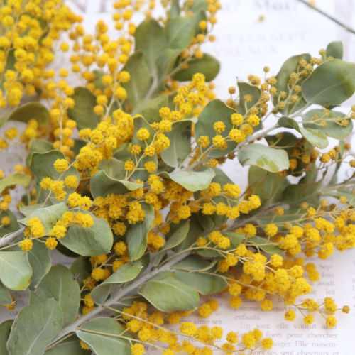 ミモザ♪パールアカシア25cm前後10本！ドライ その他素材 lemon-time