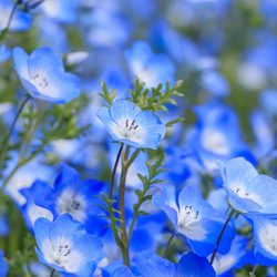 ブルー系セット♡かすみ草白、ラベンダー、ネモフィラ、わすれな草の種100粒 7枚目の画像