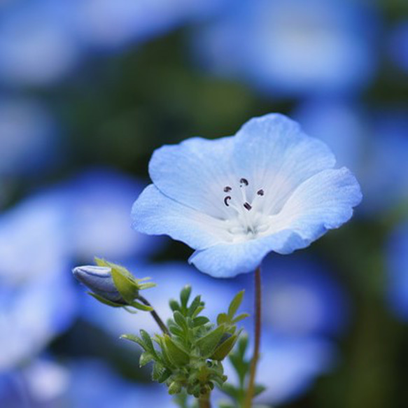 ブルー系セット♡かすみ草白、ラベンダー、ネモフィラ、わすれな草の種100粒 8枚目の画像