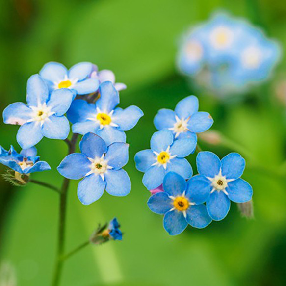 ブルー系セット♡かすみ草白、ラベンダー、ネモフィラ、わすれな草の種100粒 10枚目の画像