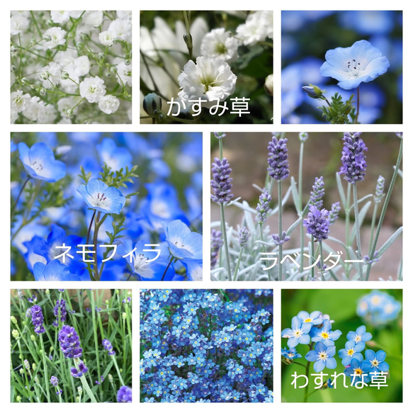 ブルー系セット♡かすみ草白、ラベンダー、ネモフィラ、わすれな草の種100粒 1枚目の画像