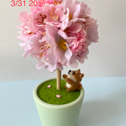 ♪通販企画♪3/31 20時〜販売　『桜ボールミニ　赤柴』 1枚目の画像