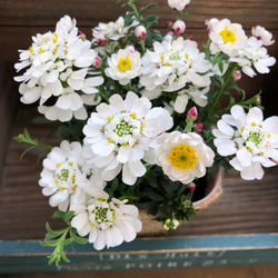 イベリス×花かんざし♡mix寄せ植え♡ガーデニング♡可愛い♡観葉植物 4枚目の画像