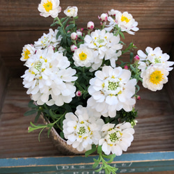 イベリス×花かんざし♡mix寄せ植え♡ガーデニング♡可愛い♡観葉植物 10枚目の画像