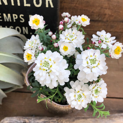 イベリス×花かんざし♡mix寄せ植え♡ガーデニング♡可愛い♡観葉植物 2枚目の画像