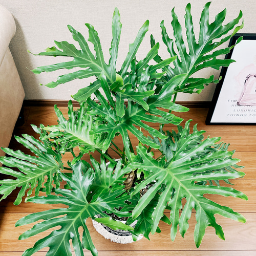 フィロデンドロン　セローム　根上がり　2【現品】観葉植物　室内　8号 観葉植物 フィロデンドロン 8号 セローム ヒトデカズラ 根あがり