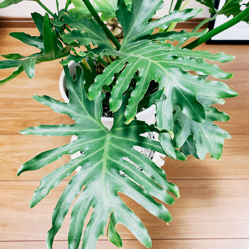 フィロデンドロン　セローム　根上がり　2【現品】観葉植物　室内　8号 観葉植物 フィロデンドロン 8号 セローム ヒトデカズラ 根あがり