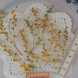 ドライフラワー　ミモザ 　蕾　10本　ｓｅｔ　 キャンドル　ハーバリウム　レジン　素材　花材　封入　 3枚目の画像