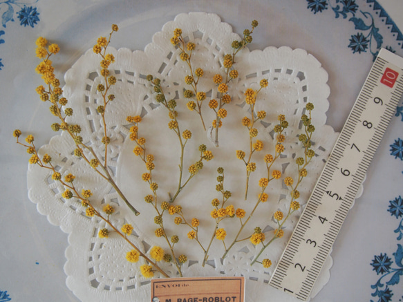 ドライフラワー　ミモザ 　蕾　10本　ｓｅｔ　 キャンドル　ハーバリウム　レジン　素材　花材　封入　 3枚目の画像