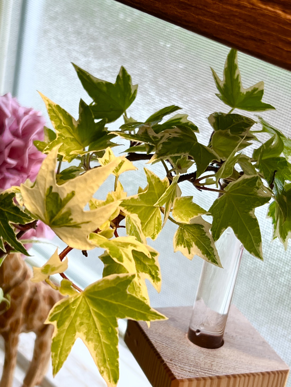 ヘデラ　コリブリ　斑入り　カット苗　観葉植物 ヘデラ・へリックス'エヴァ' ＊斑入り＊カット苗＊5本!! その他