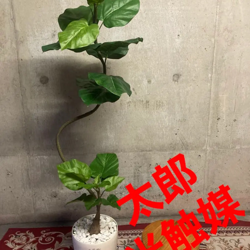 光触媒　人工観葉植物　ウォールグリーン　フェイクグリーン　ウンベラータ05 光触媒 人工観葉植物 ウォールグリーン フェイクグリーン フラワー