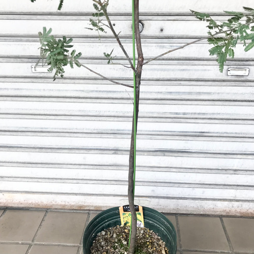 背高め！ 樹形良好 ミモザ アカシア プルプレア 8号 その他インテリア