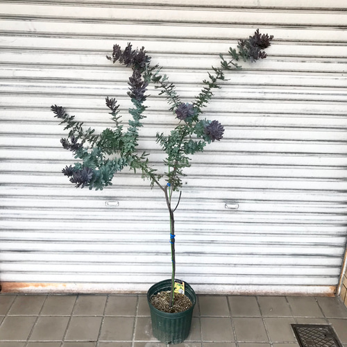 背高め！ 樹形良好 ミモザ アカシア プルプレア 8号 その他インテリア