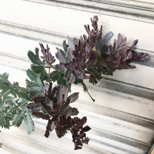 背高め！ 樹形良好 ミモザ アカシア プルプレア 8号 その他インテリア