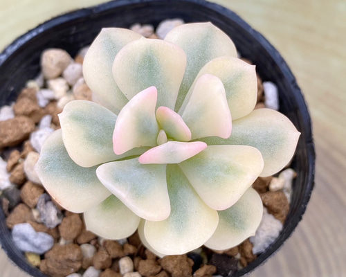 専用　多肉植物　リヤド錦　カット 多肉植物 エケベリア レインドロップ錦 7.5cmポット苗 : ハニー