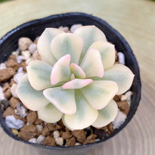 多肉植物 喰っ キュービックフロスト錦♡抜き苗 多肉植物 喰っ キュービックフロスト錦♡抜き苗