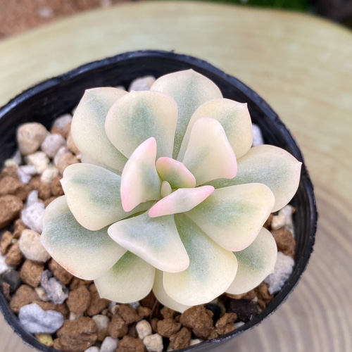 激レア覆輪斑 キュービックフロスティ錦 発根済み 多肉植物 多肉