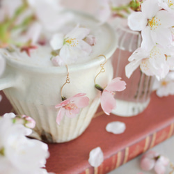 一輪咲 本物の桜のピアス｜イヤリング｜No.186 10枚目の画像