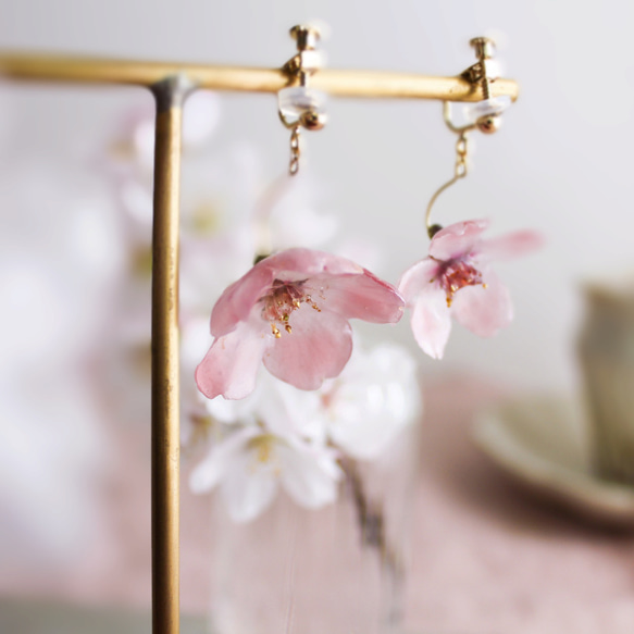 一輪咲 本物の桜のピアス｜イヤリング｜No.186 13枚目の画像