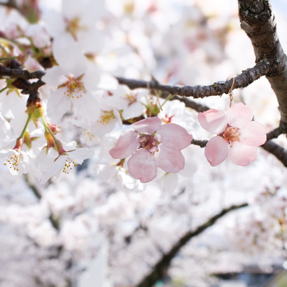 一輪咲 本物の桜のピアス｜イヤリング｜No.186 7枚目の画像