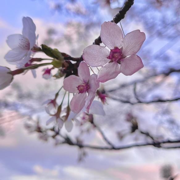一輪咲 本物の桜のピアス｜イヤリング｜No.186 3枚目の画像