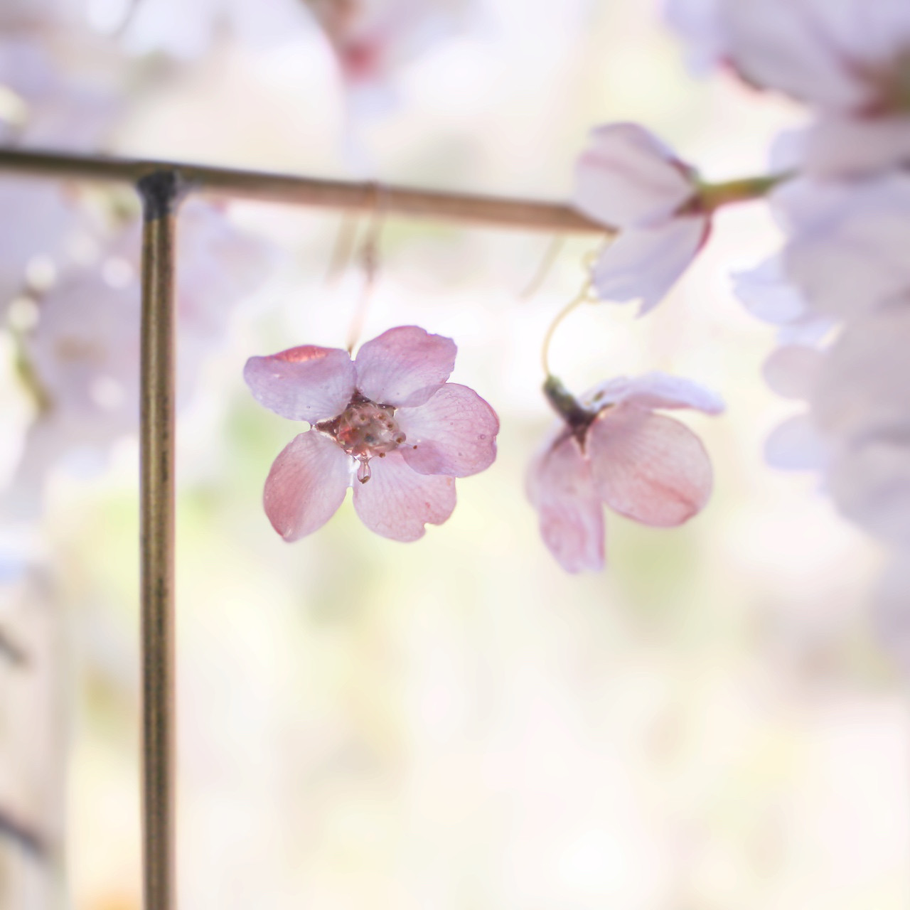 一輪咲 本物の桜のピアス｜イヤリング｜No.186 イヤリング