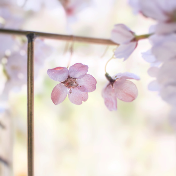 一輪咲 本物の桜のピアス｜イヤリング｜No.186 1枚目の画像
