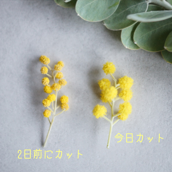 【母の日フラワー2023】ユーカリ&ミモザのスワッグ〜稀少花材ルナリアを添えて〜 16枚目の画像