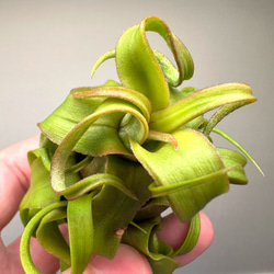 リドレイ　パカラン　胞子体大量　P.ridleyi pakarang Yahoo!オークション - P. ridleyi 'Pakarang' リドレイ【vandaka】ビカ