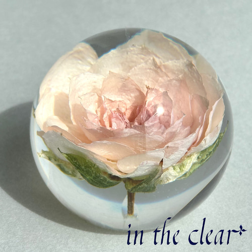 植物標本 薔薇 ピンク レジン 5センチ球体 ハーバリウム・植物標本 in