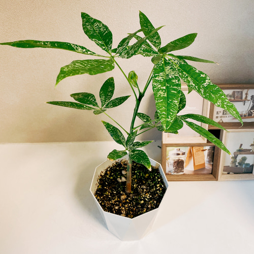 観葉植物 パキラ ミルキーウェイ 斑入り 曲がり仕立て ねじり ６号鉢 Ａ 観葉植物 パキラ ミルキーウェイ 斑入り 曲がり仕立て ねじり 6