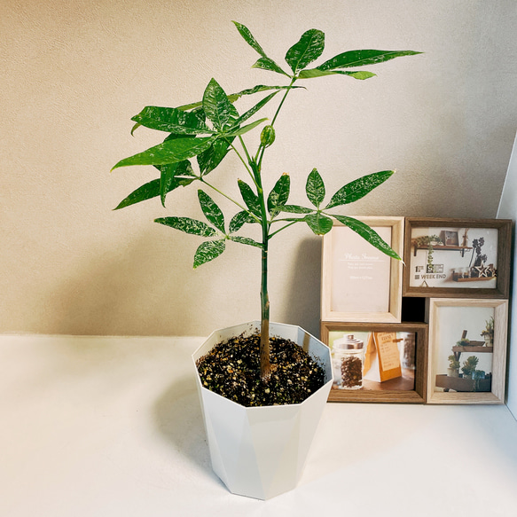 美白 パキラ ミルキーウェイ 接木 5号鉢 美白 パキラ ミルキーウェイ 接木 5号鉢 美白 パキラ ウェイ 接木 5号