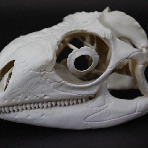 受注生産】グリーンイグアナ 拡大頭骨レプリカ 【2倍拡大】 その他置物