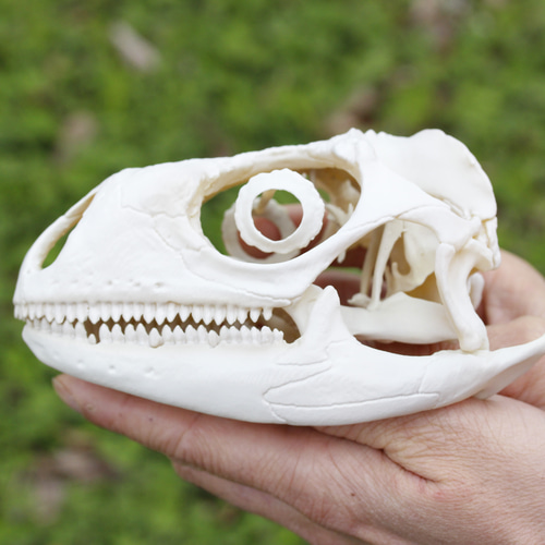 受注生産】グリーンイグアナ 拡大頭骨レプリカ 【2倍拡大】 その他置物