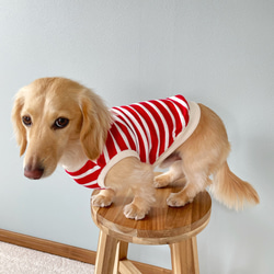 レッド＆アイボリー ボーダー ミニチュアダックス服 タンクトップ