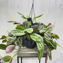 厳選 背高め 曲がり樹形 エバーフレッシュ その他インテリア雑貨