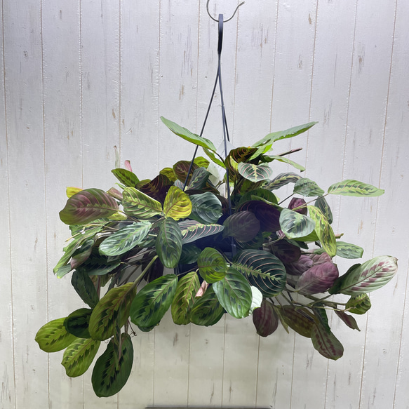 現品  ボリュームあり  マランタ・レウコネウラ・ファッシネーター 8号 吊り鉢 3枚目の画像