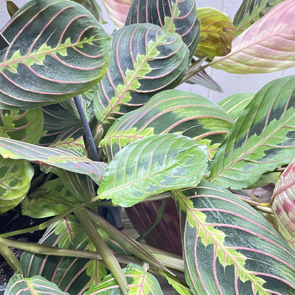 現品  ボリュームあり  マランタ・レウコネウラ・ファッシネーター 8号 吊り鉢 8枚目の画像