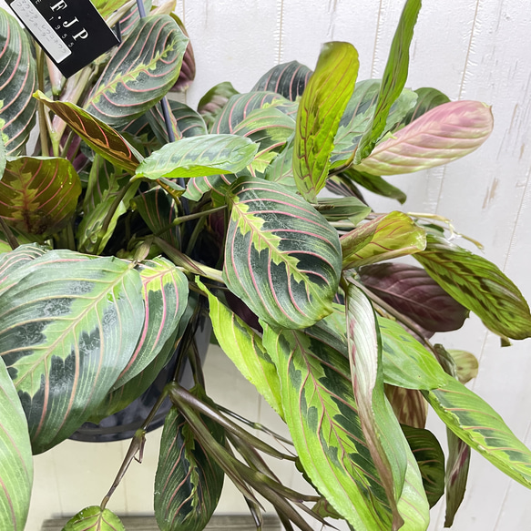 現品  ボリュームあり  マランタ・レウコネウラ・ファッシネーター 8号 吊り鉢 6枚目の画像