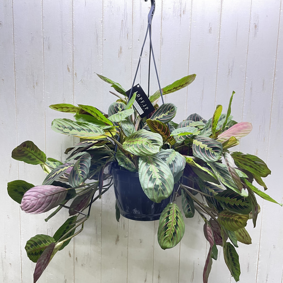 現品  ボリュームあり  マランタ・レウコネウラ・ファッシネーター 8号 吊り鉢 2枚目の画像