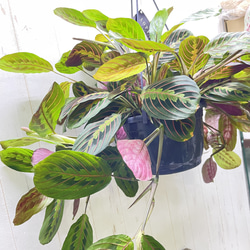 現品  ボリュームあり  マランタ・レウコネウラ・ファッシネーター 8号 吊り鉢 5枚目の画像