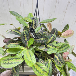 現品  ボリュームあり  マランタ・レウコネウラ・ファッシネーター 8号 吊り鉢 7枚目の画像