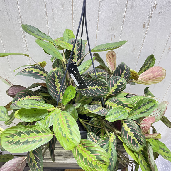 現品  ボリュームあり  マランタ・レウコネウラ・ファッシネーター 8号 吊り鉢 7枚目の画像